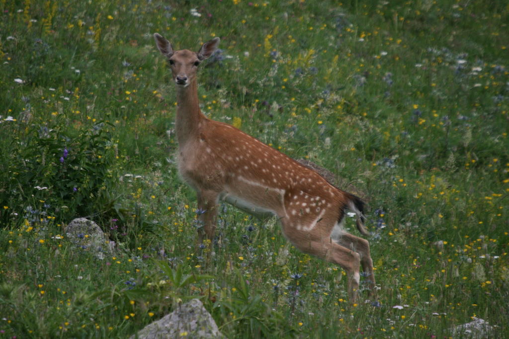 Alba D'Esteve. Casa Rural Espot Eksteriør billede